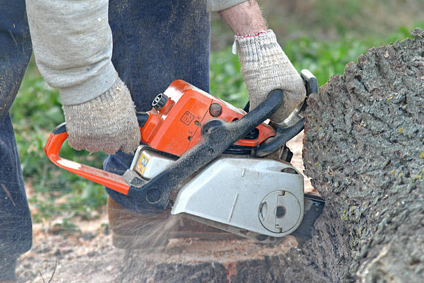 How Our Tree Care Process Works  in  Mccook, NE